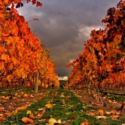 Vineyards in Autum